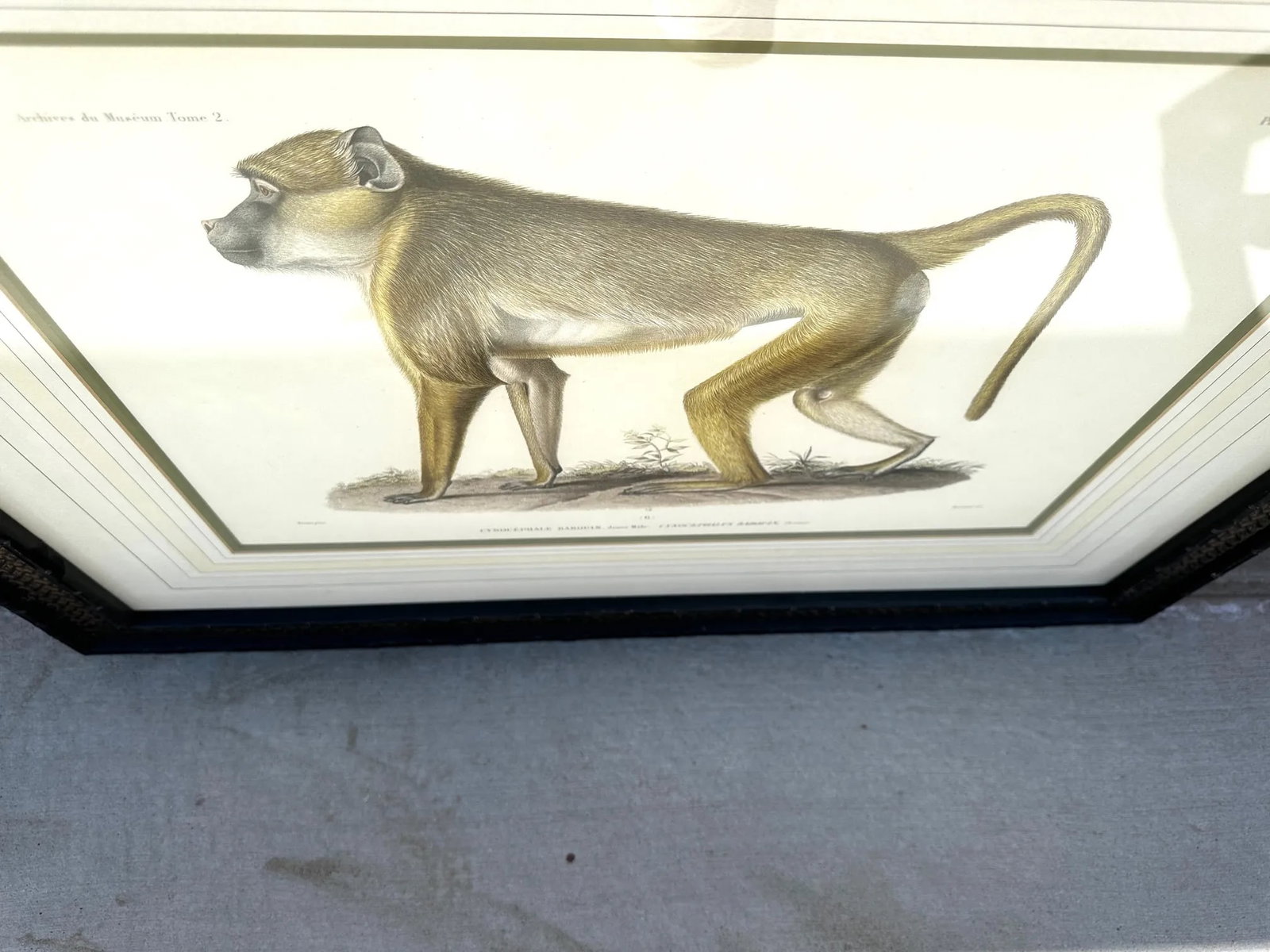 Soicher Marin Pair of Monkey Prints - 11