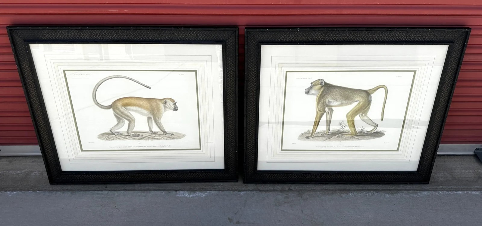 Soicher Marin Pair of Monkey Prints - 12