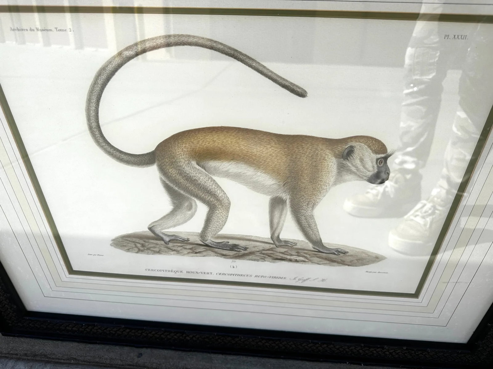 Soicher Marin Pair of Monkey Prints - 2