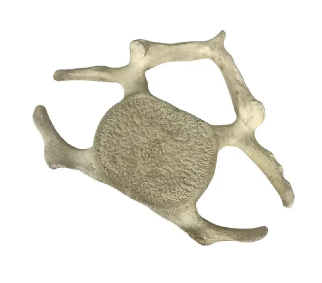 Fossilized Whale Vertebrae - 2