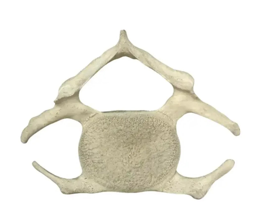 Fossilized Whale Vertebrae - 3