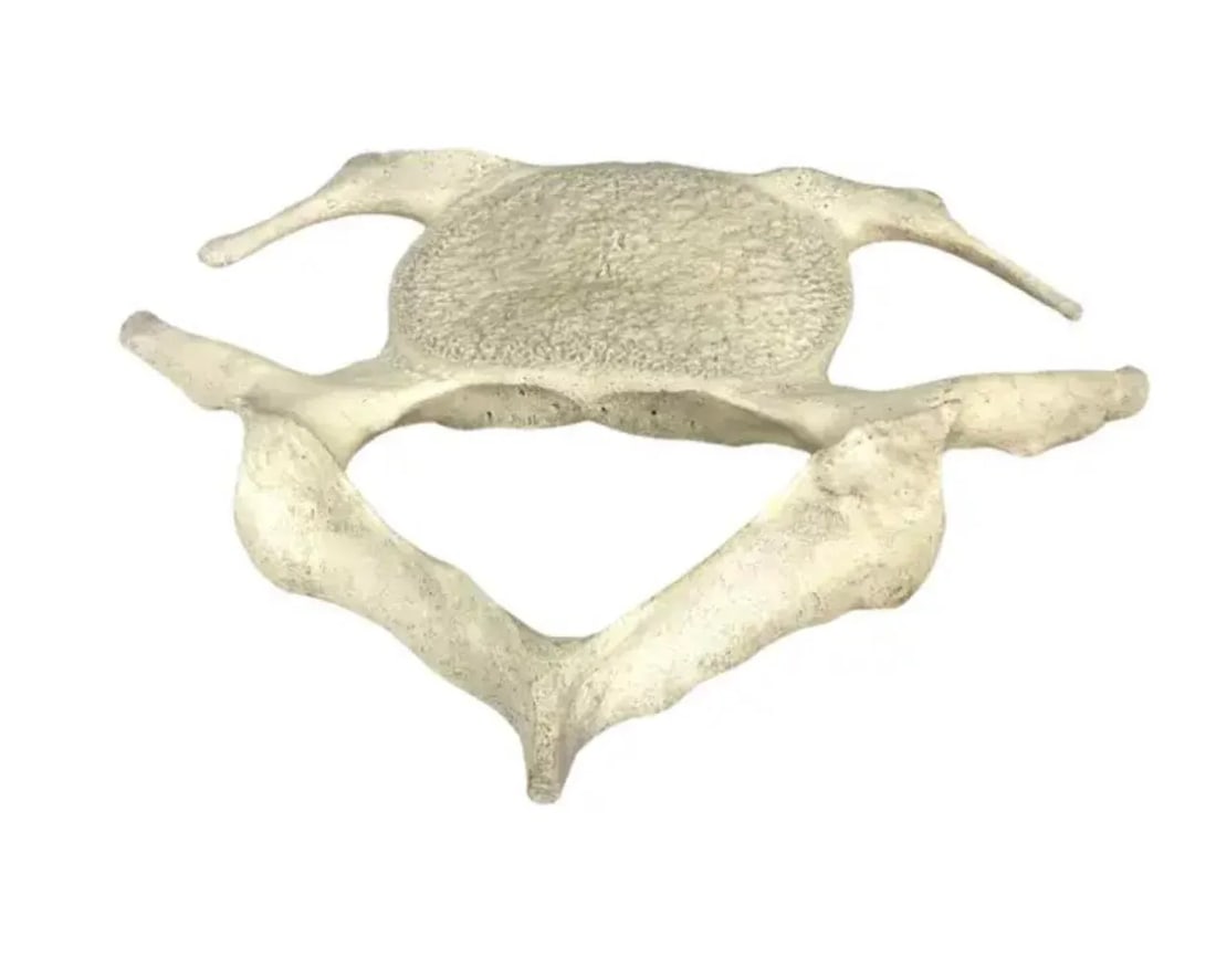 Fossilized Whale Vertebrae - 4