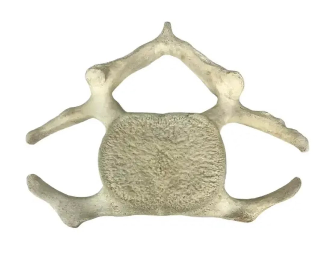 Fossilized Whale Vertebrae - 5