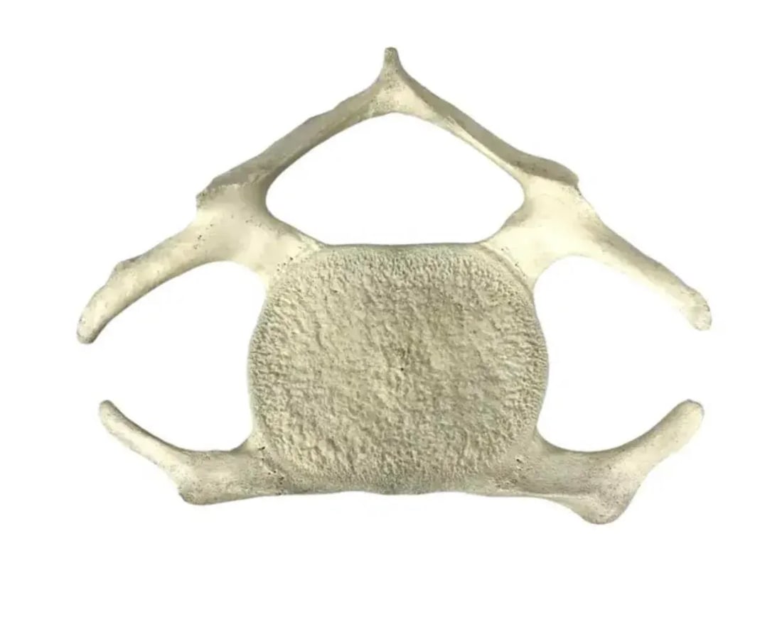 Fossilized Whale Vertebrae - 6