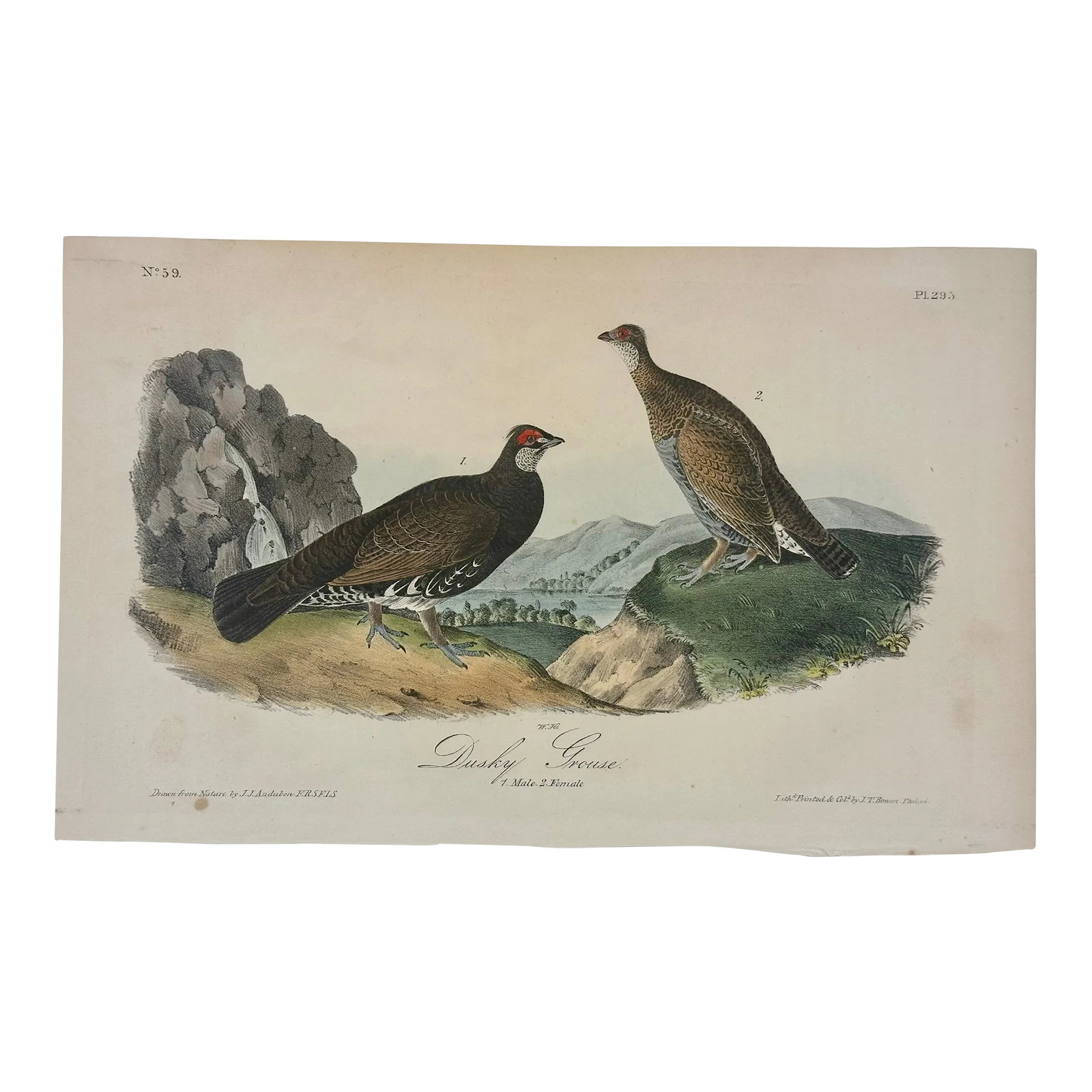 Dusky Grouse by Audubon, 1840 (1st Edition, Octavo) (1 of 4)