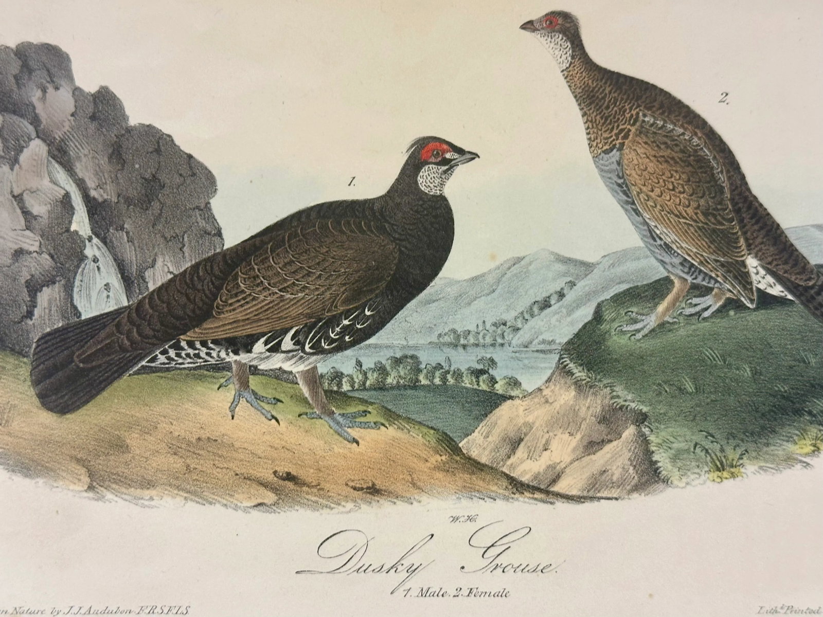 Dusky Grouse by Audubon, 1840 (1st Edition, Octavo) - 4