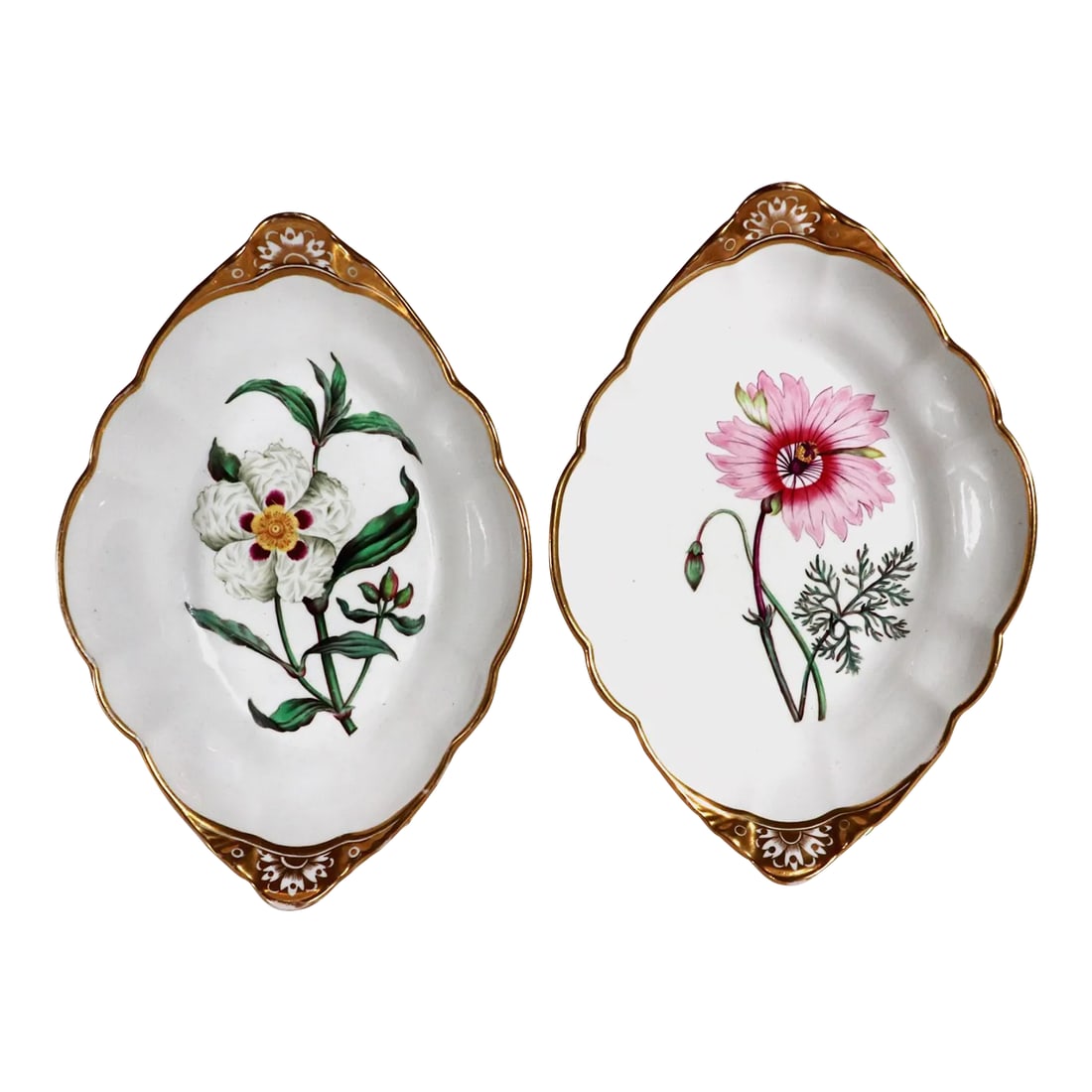 Spode Porcelain Botanical Specimen Dishes- a Pair. After William Curtis: Spode Porcelain Botanical Named Specimen Dishes, After William Curtis, A Pair, Circa 1810-20 A superb pair of Spode porcelain botanical dishes with a gilt border and to each end a raised shaped