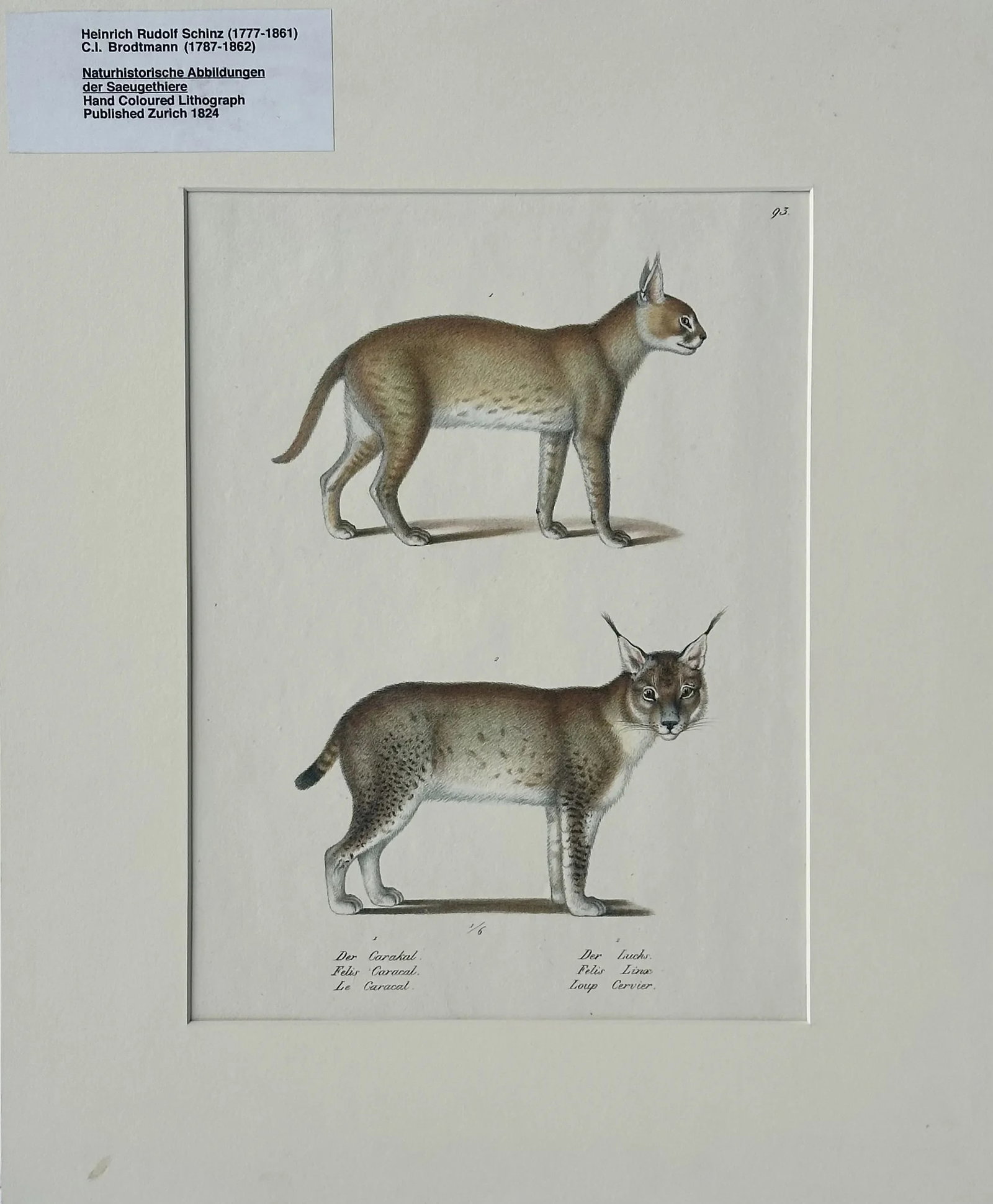 Lynx & Caracal Cats Original Hand Colored Lithograph by Schinz, 1824: Original lithograph by Heinrich Rudolf Schinz and published by Brodtmann in Zurich, 1824. Unframed, mat included. Dimensions: 13.25 x 16" Condition: Alterations: Original Condition Unaltered