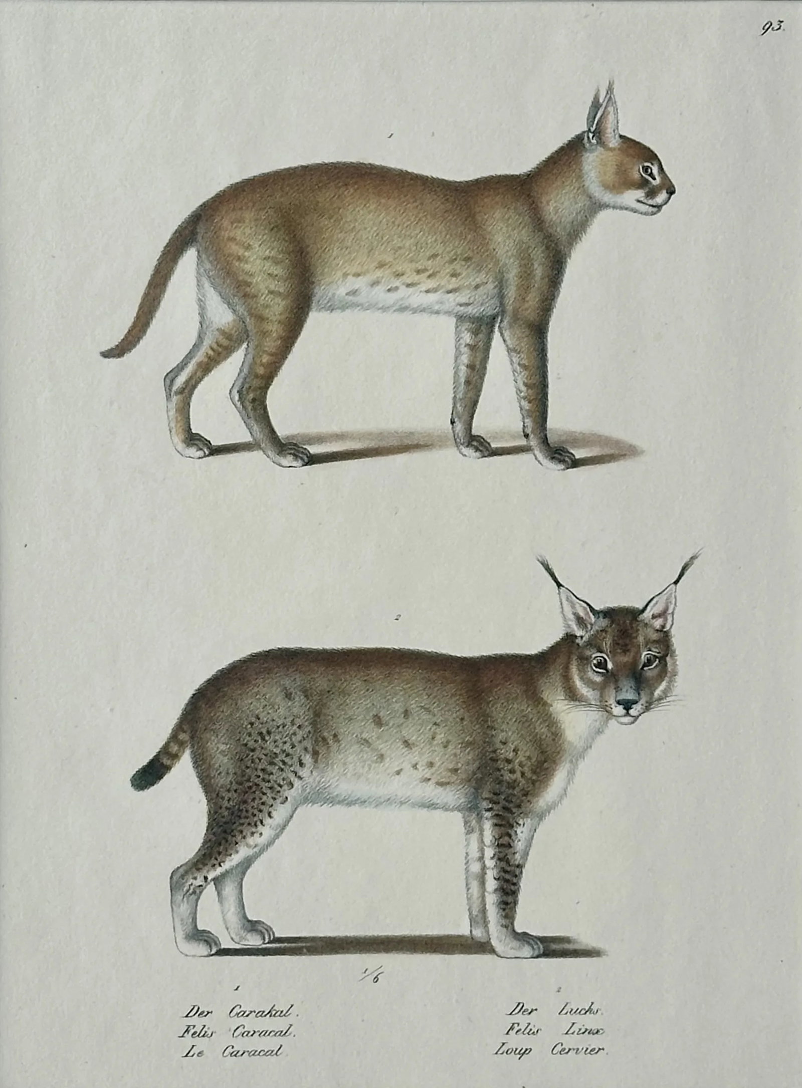 Lynx & Caracal Cats Original Hand Colored Lithograph by Schinz, 1824 - 2