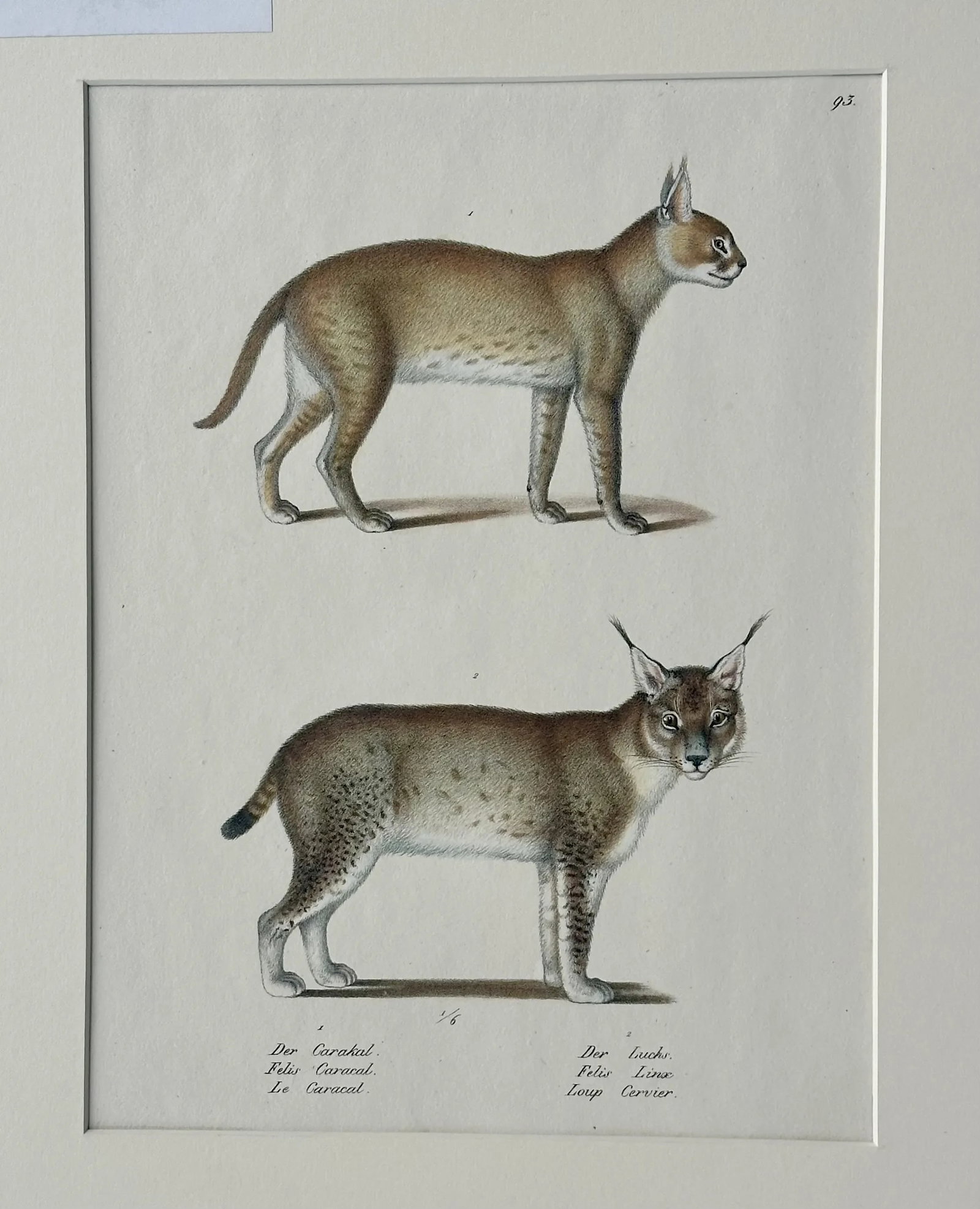 Lynx & Caracal Cats Original Hand Colored Lithograph by Schinz, 1824 - 3