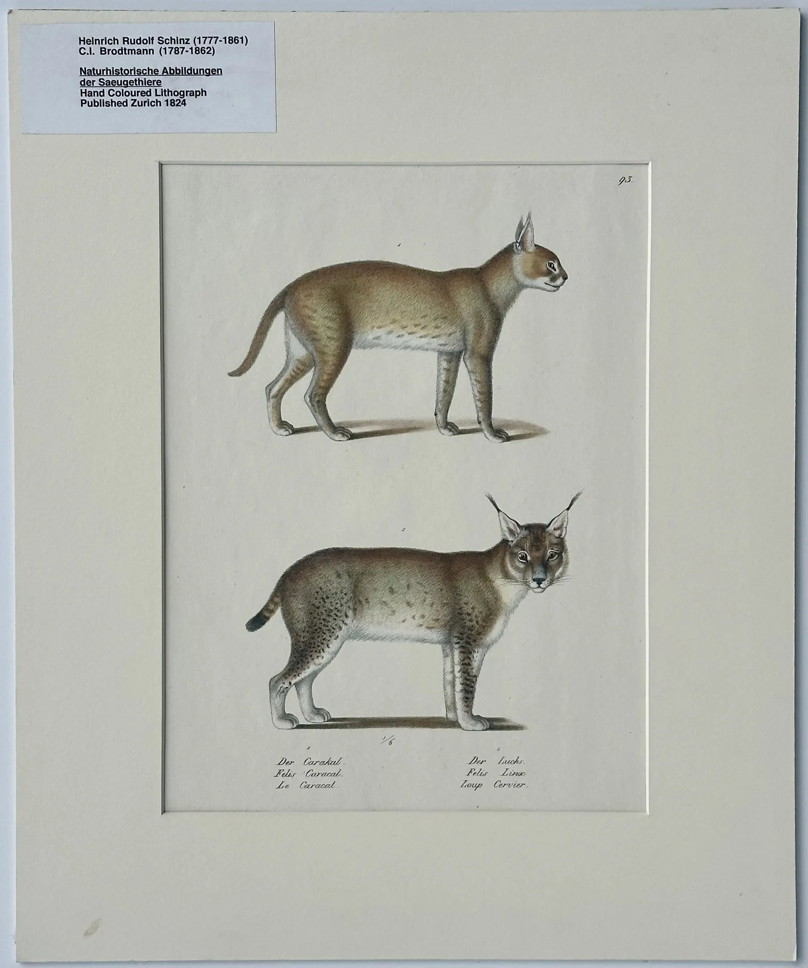 Lynx & Caracal Cats Original Hand Colored Lithograph by Schinz, 1824 - 4