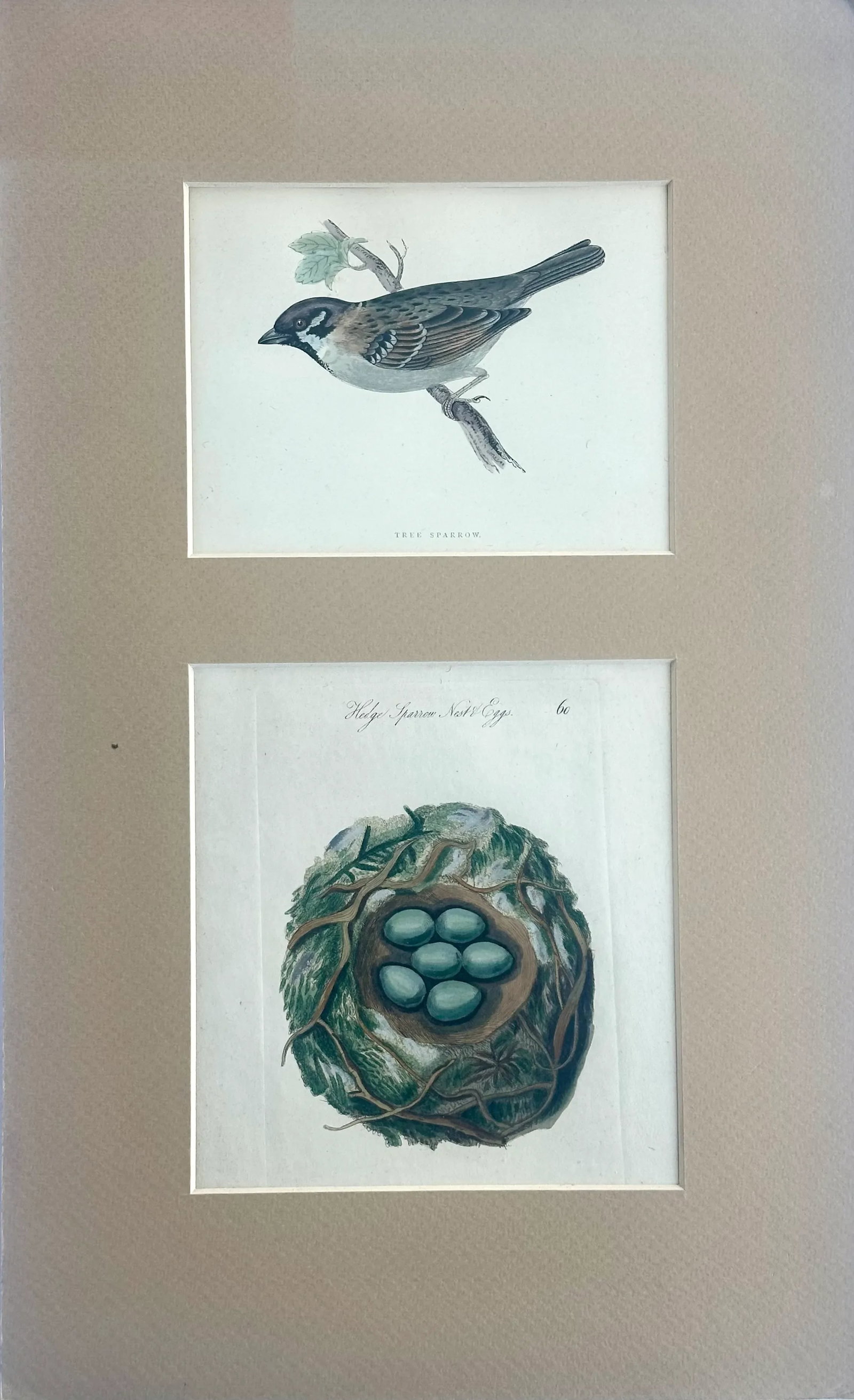 Tree Sparrow Nest & Egg, Original Engraving, C. 1880 (1 of 4)
