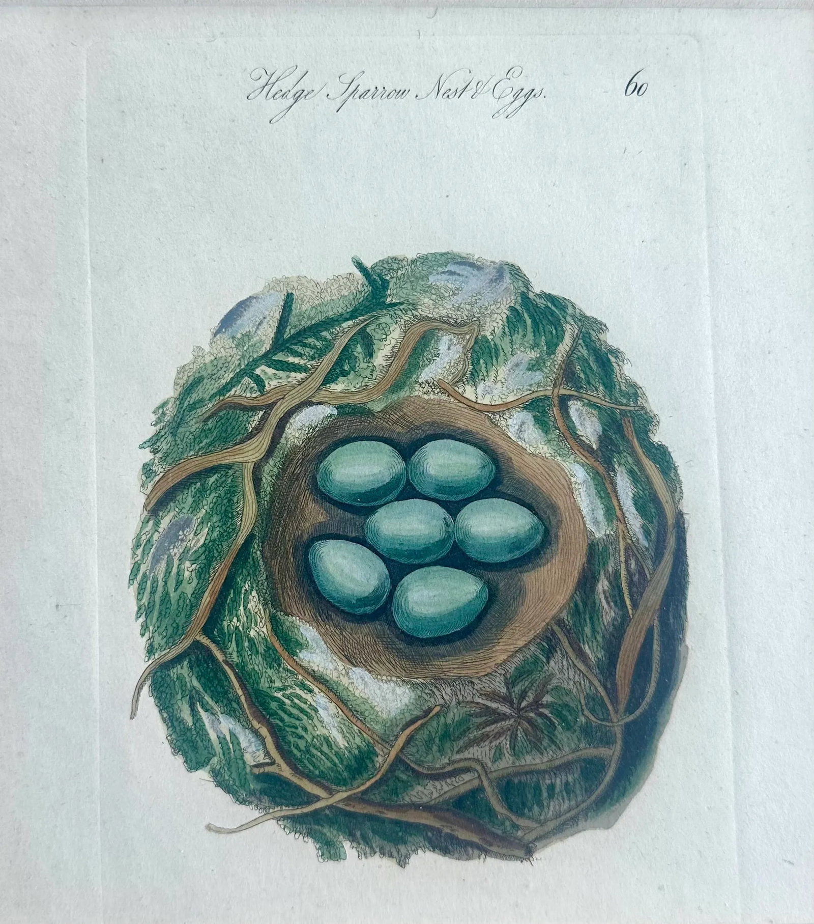 Tree Sparrow Nest & Egg, Original Engraving, C. 1880 - 2