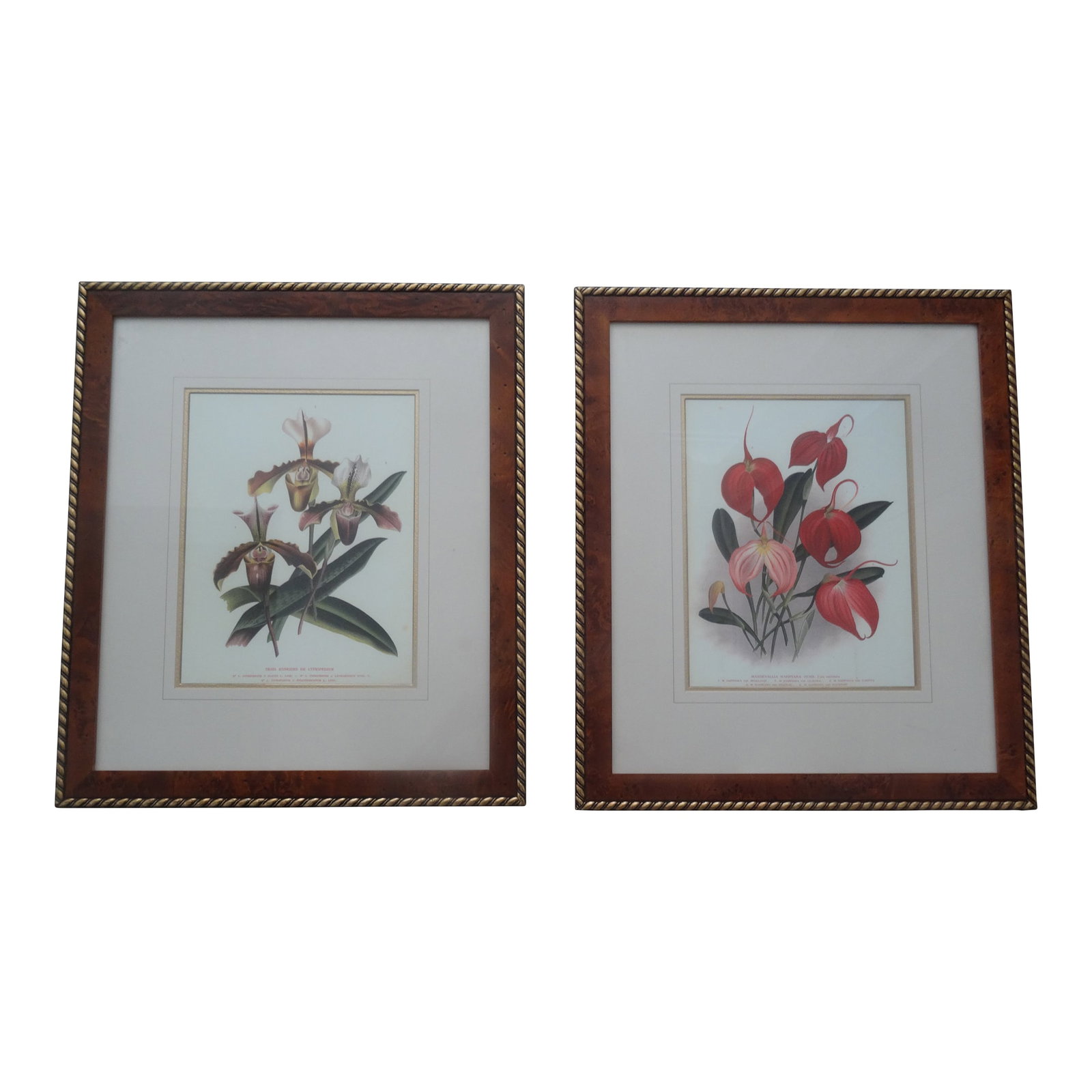 Vintage Botanicals a Pair: Vintage Custom Framed Botanical's in Custom Mats with gold fillet borders. See picture for description of plants species. Condition: Alterations: Original Condition Unaltered Imperfections: Some