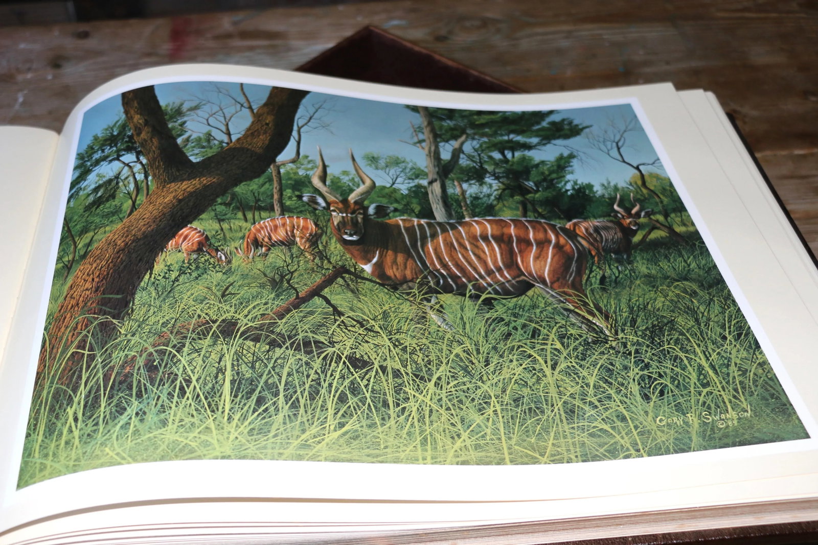 Vintage Collectible Book "World of Wildlife Paintings""” Limited Edition, 1986 - 18