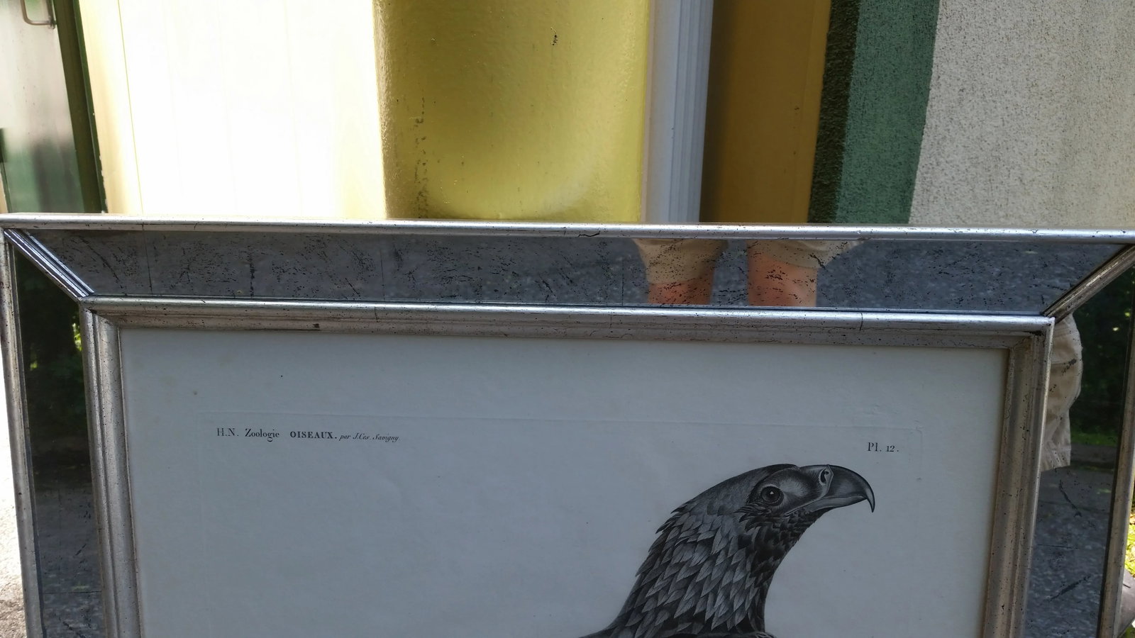 Eastern Imperial Eagle- French Engraving by Savigny From the Description De l'Egypte - 11