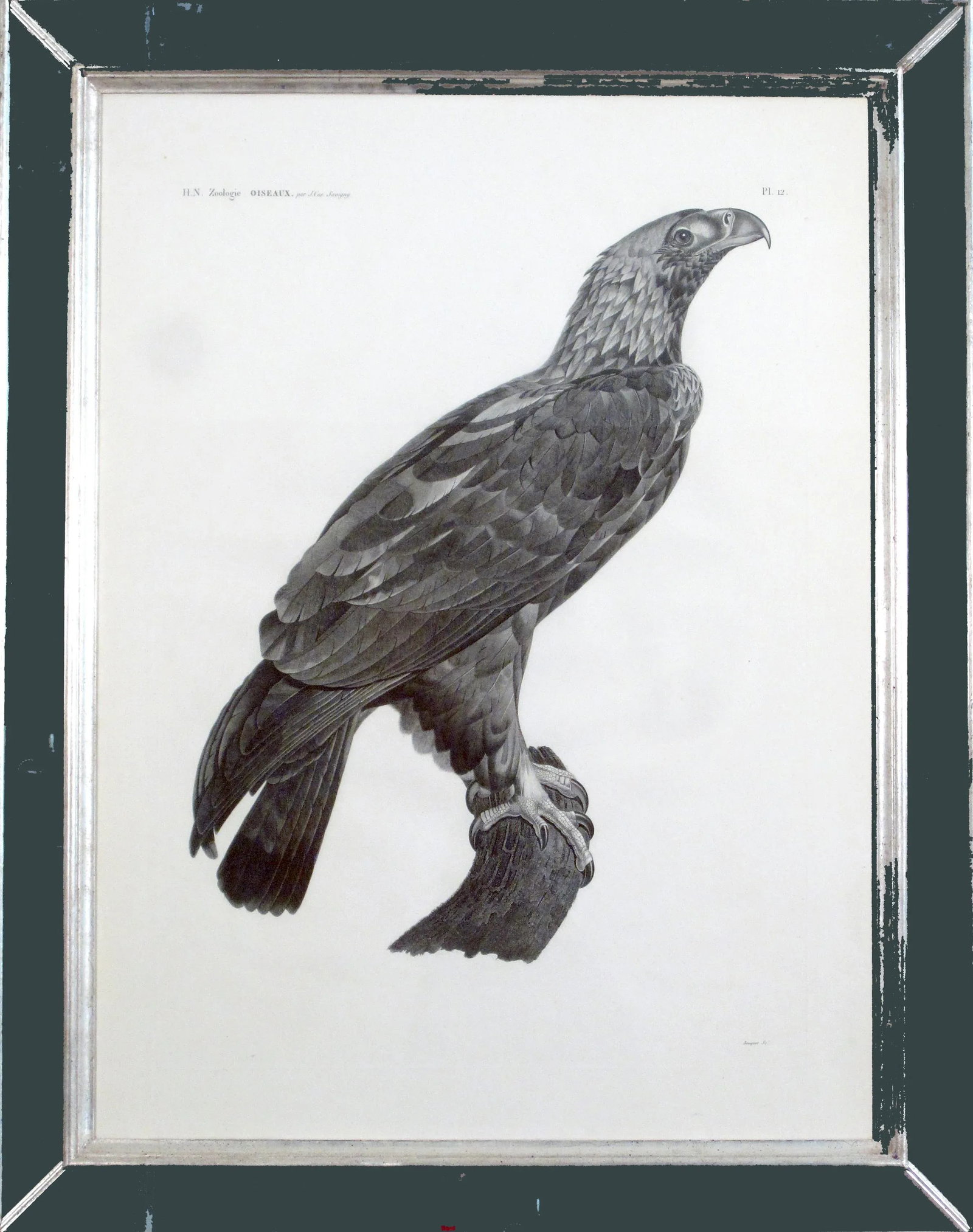 Eastern Imperial Eagle- French Engraving by Savigny From the Description De l'Egypte - 12