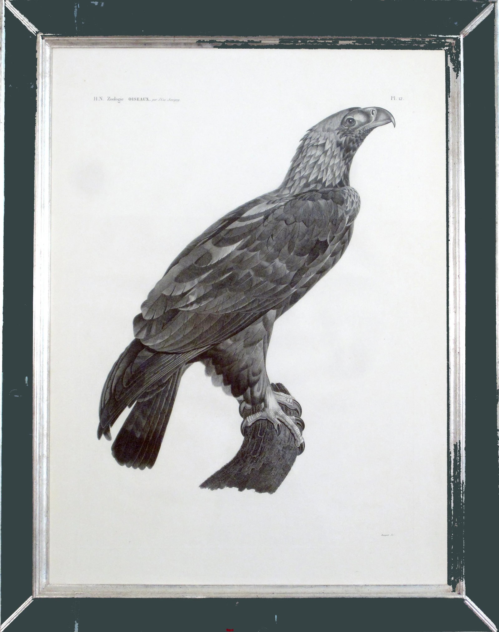 Eastern Imperial Eagle- French Engraving by Savigny From the Description De l'Egypte (1 of 12)