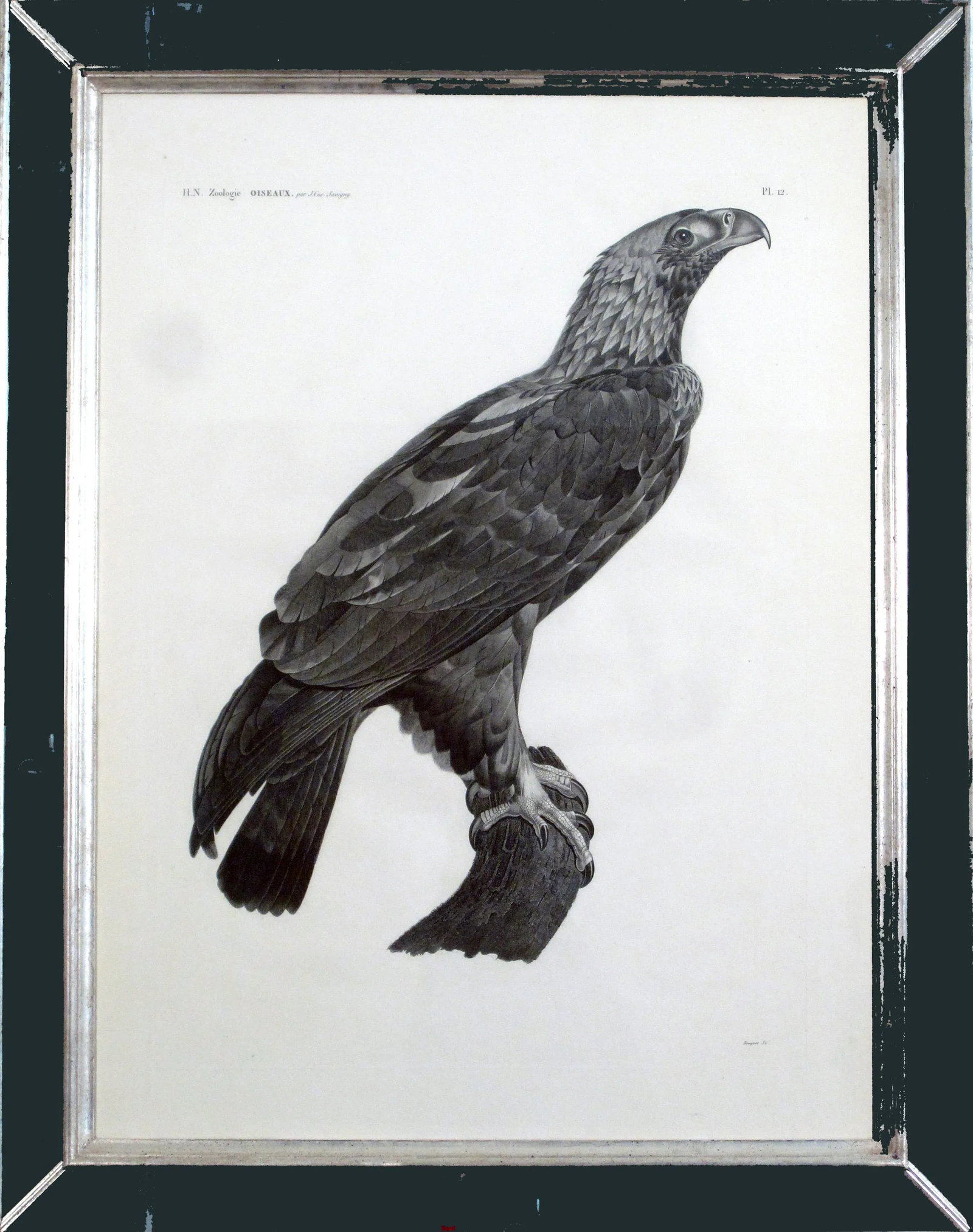 Eastern Imperial Eagle- French Engraving by Savigny From the Description De l'Egypte - 2