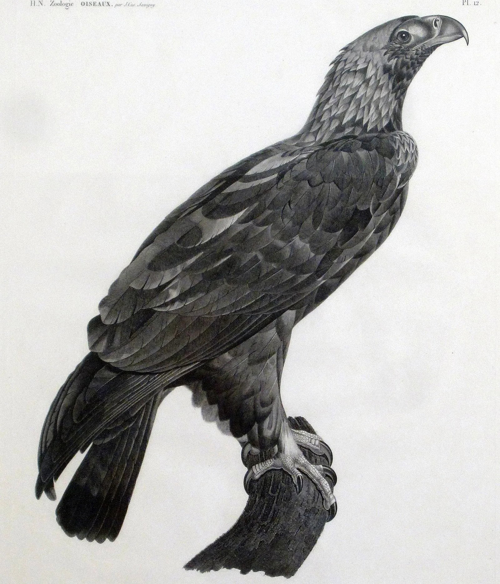 Eastern Imperial Eagle- French Engraving by Savigny From the Description De l'Egypte - 3
