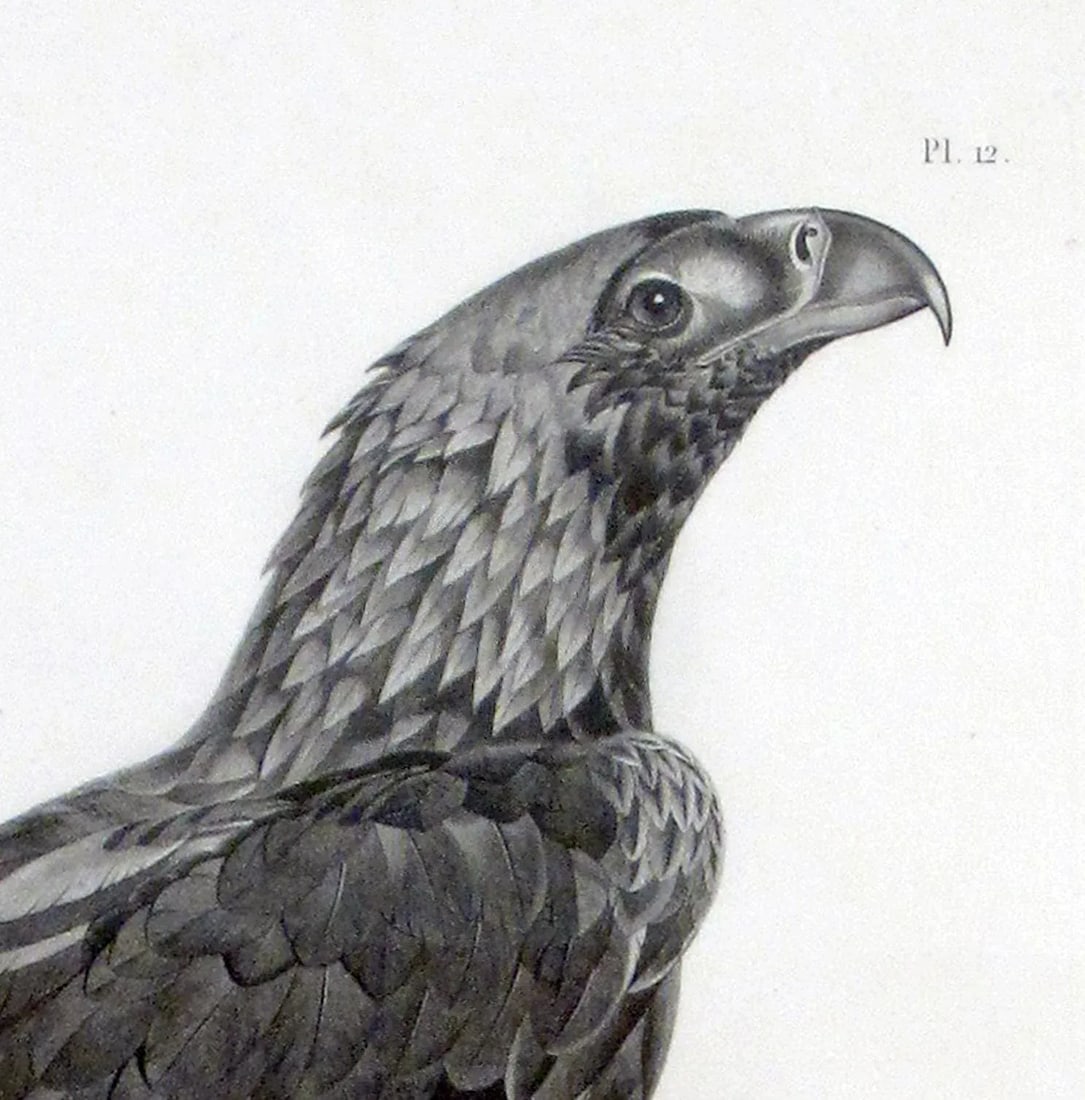 Eastern Imperial Eagle- French Engraving by Savigny From the Description De l'Egypte - 4