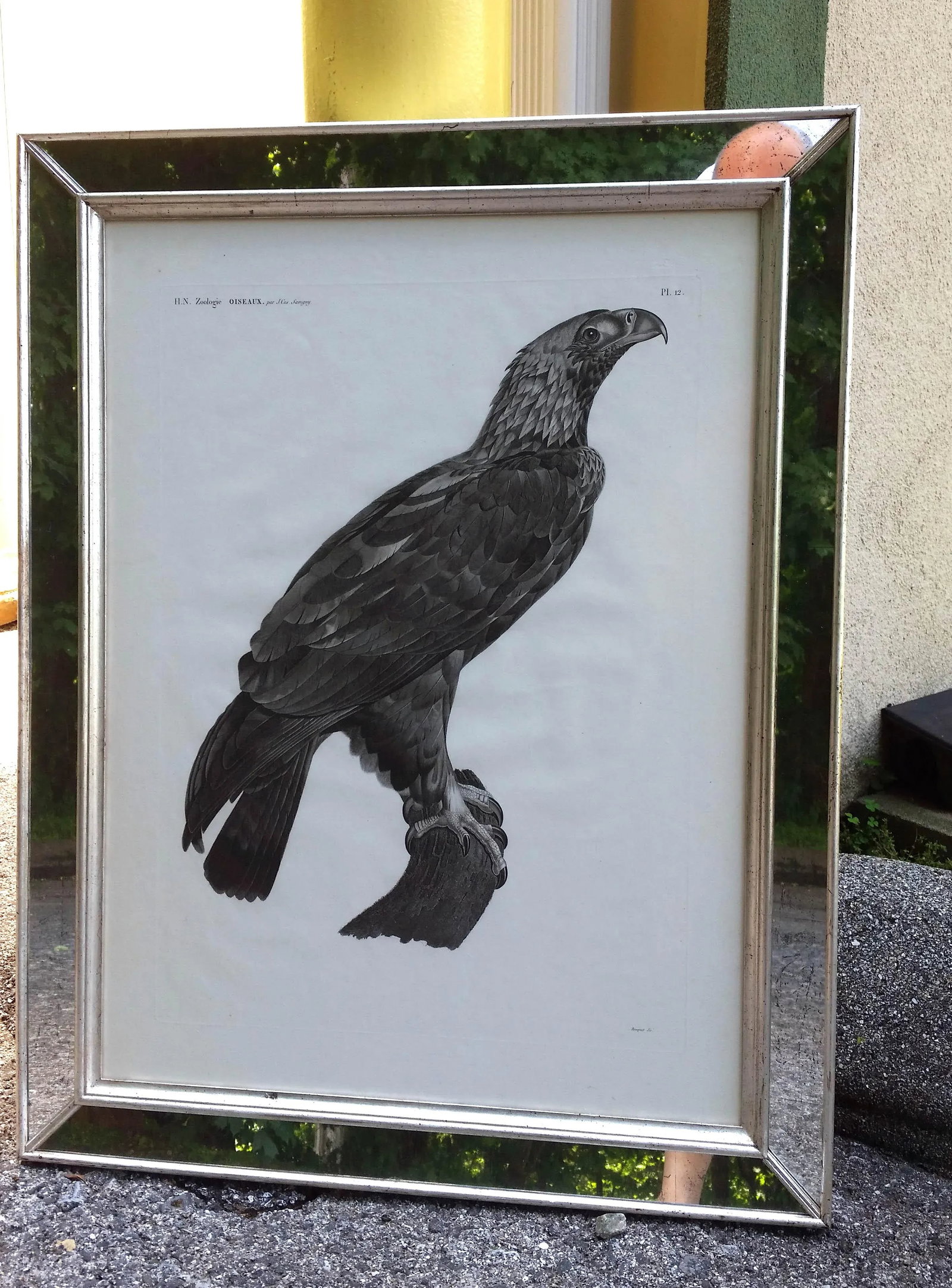 Eastern Imperial Eagle- French Engraving by Savigny From the Description De l'Egypte - 5