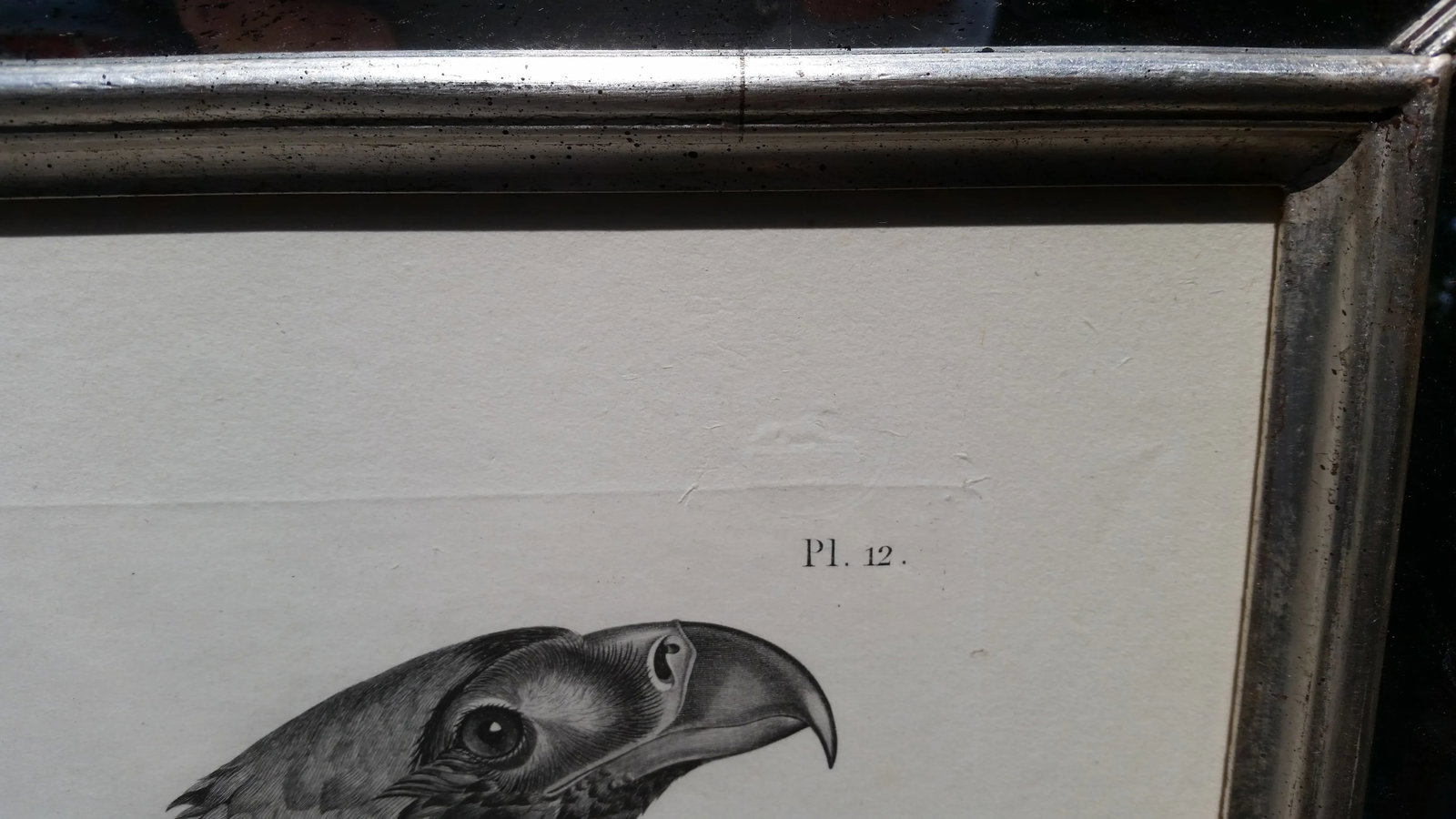 Eastern Imperial Eagle- French Engraving by Savigny From the Description De l'Egypte - 8