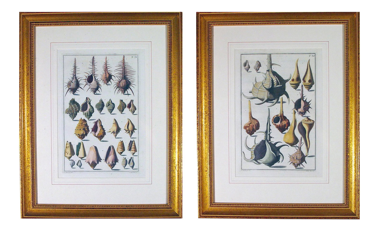 NiccolÃ² Gualtieri Framed Copperplate Engravings of Sea Shells - a Pair: Framed copperplate engravings of sea shells, NiccolÃ² Gualtieri (editor). Giuseppe Menabuoni (1708-after 1745) (after) . Plates 30 and 31 from Index testarum conchyliorum quae adservantur in