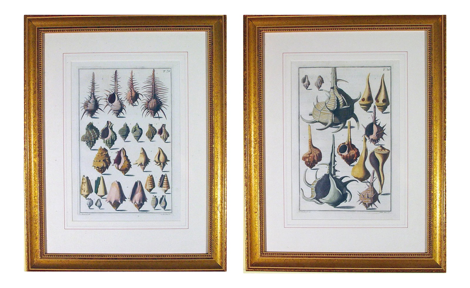 NiccolÃ² Gualtieri Framed Copperplate Engravings of Sea Shells - a Pair - 2