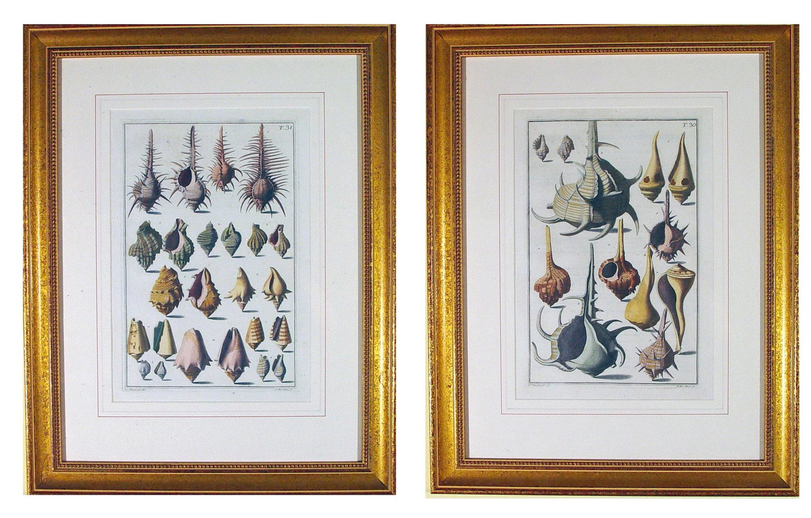 NiccolÃ² Gualtieri Framed Copperplate Engravings of Sea Shells - a Pair - 3