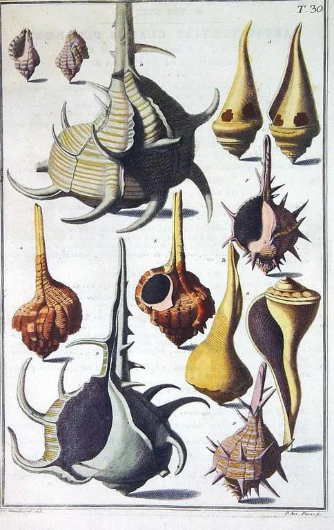 NiccolÃ² Gualtieri Framed Copperplate Engravings of Sea Shells - a Pair - 5