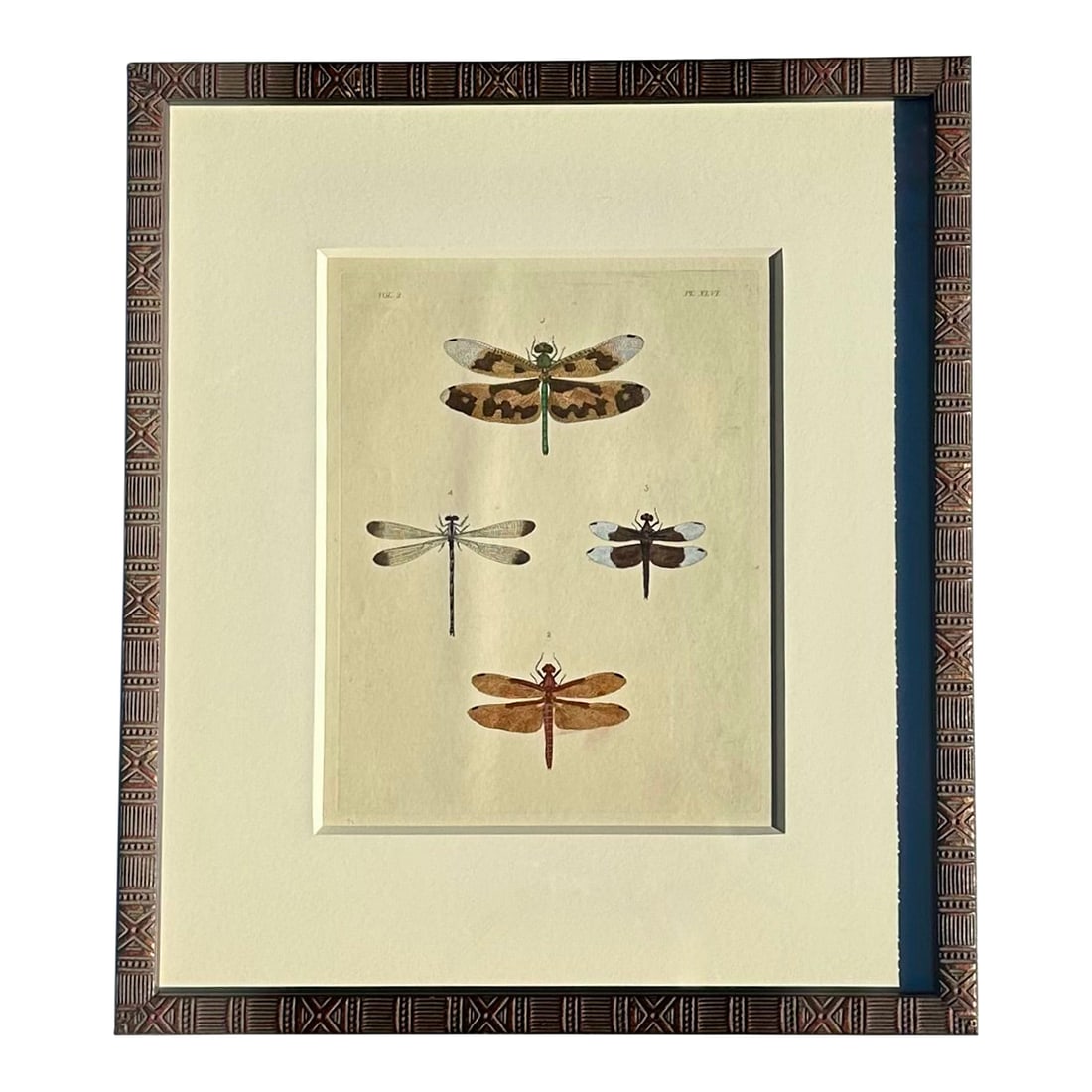 Dragonfly Study, Original Print by Dru Drury, 1837 (1 of 5)