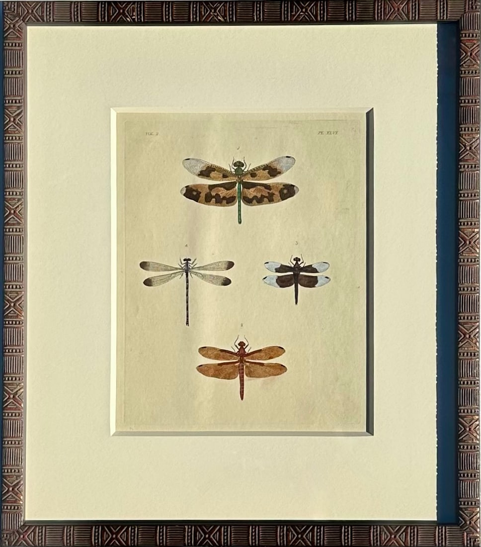 Dragonfly Study, Original Print by Dru Drury, 1837 - 2