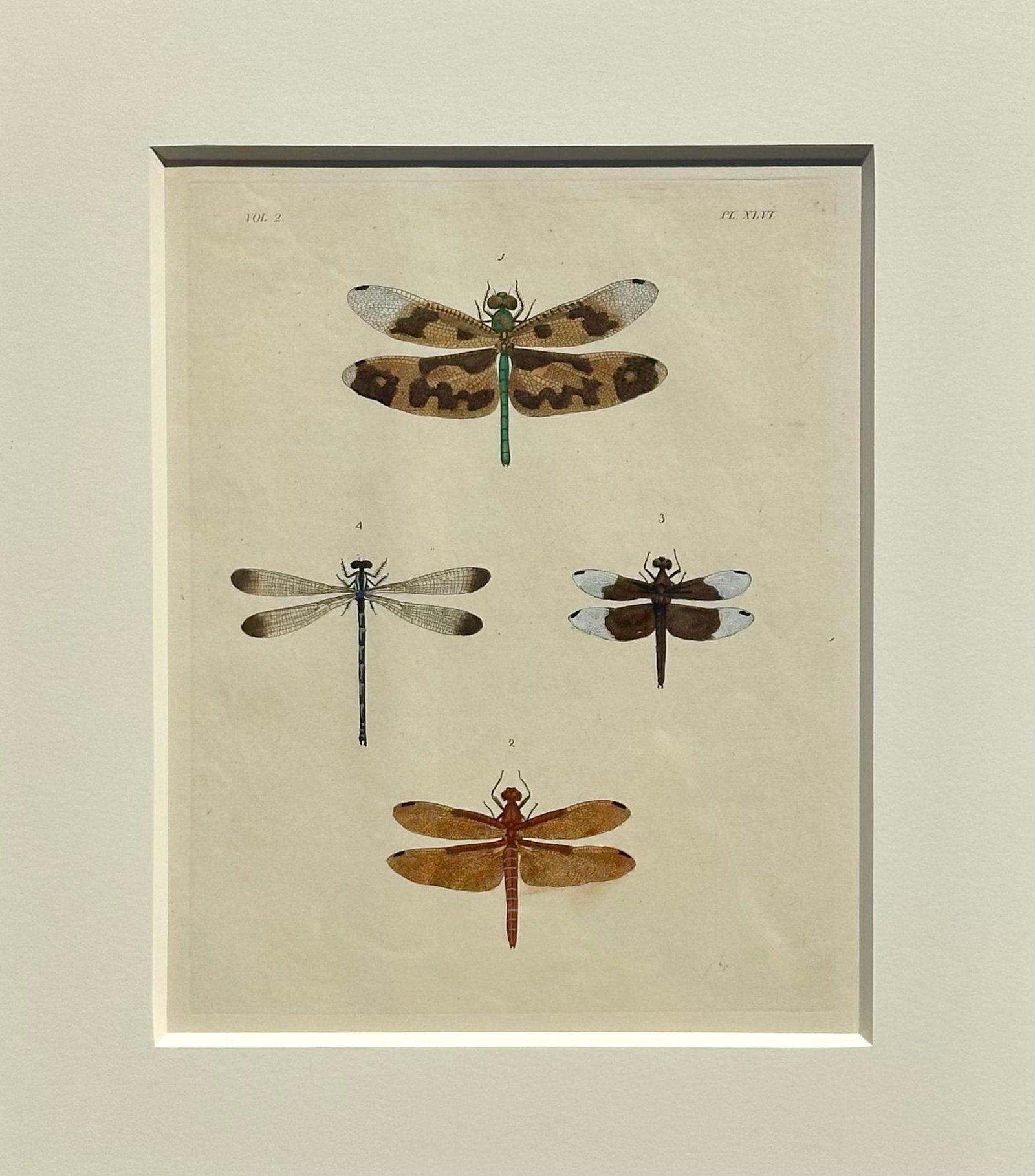 Dragonfly Study, Original Print by Dru Drury, 1837 - 3