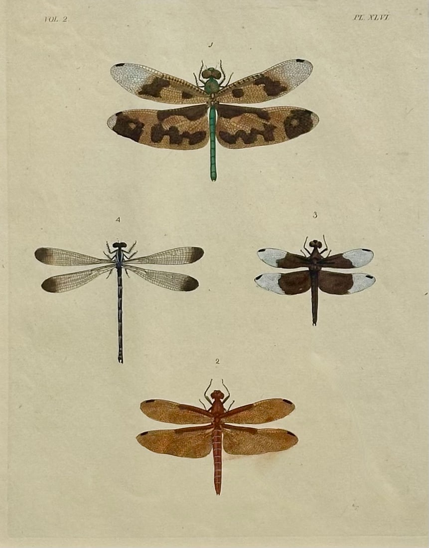 Dragonfly Study, Original Print by Dru Drury, 1837 - 4