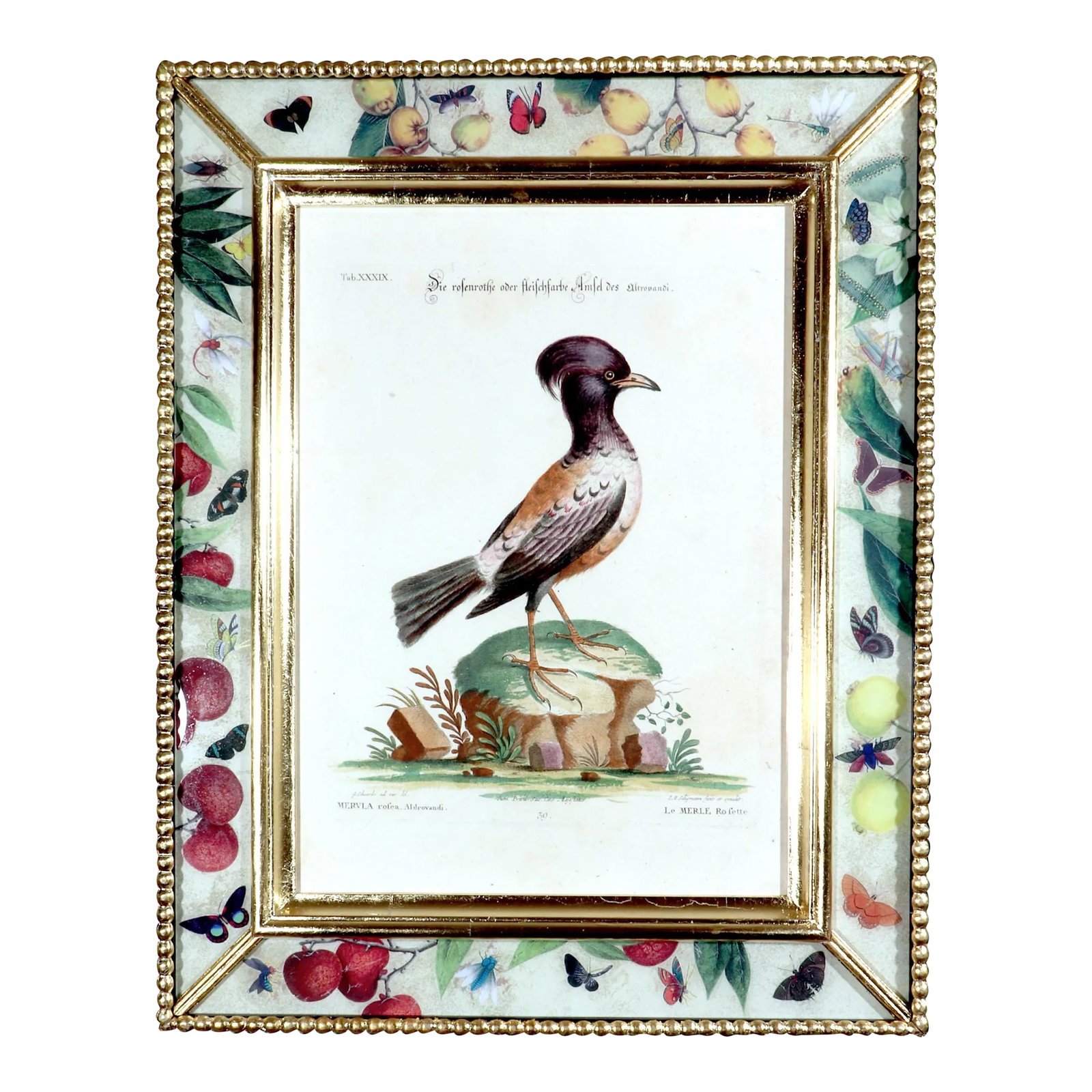 Johann Seligmann Bird Print of Le Merle Rofette, Tab Xxxix, After George Edwards: Johann Seligmann Bird Print, Le Merle Rofette, Tab XXXIX After George Edwards Circa 1770 The Johann Seligmann engravings of Le Merle Rofette, Tab XXXIX is mounted in a decoupage frame. The engraving