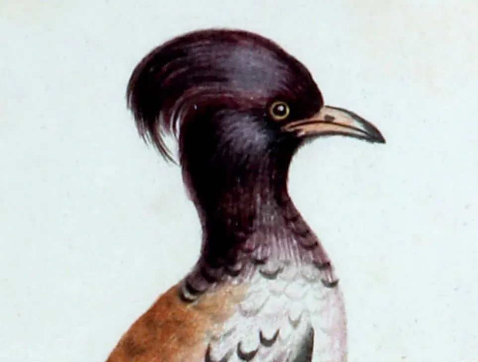 Johann Seligmann Bird Print of Le Merle Rofette, Tab Xxxix, After George Edwards - 2