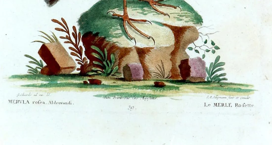 Johann Seligmann Bird Print of Le Merle Rofette, Tab Xxxix, After George Edwards - 3