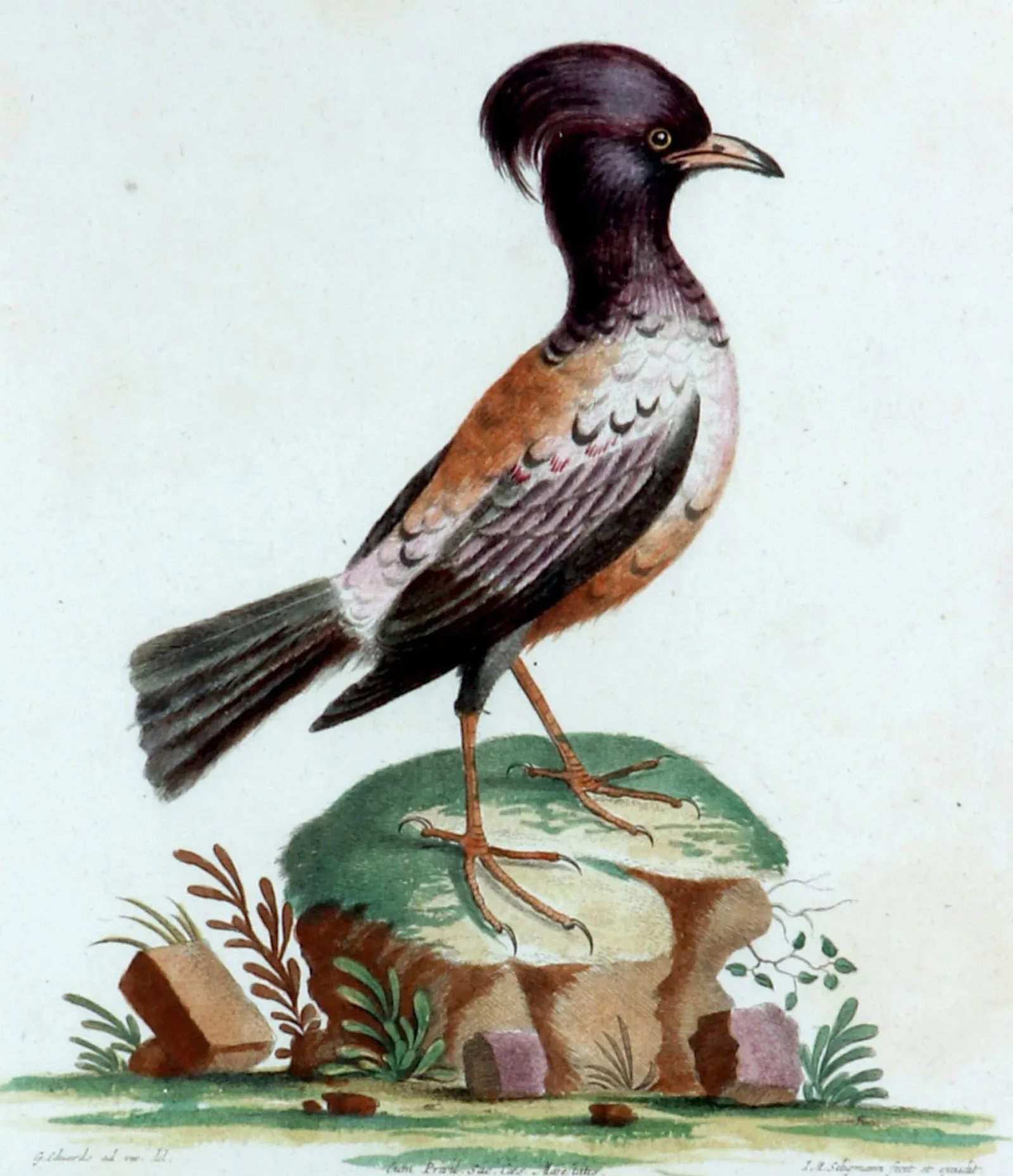Johann Seligmann Bird Print of Le Merle Rofette, Tab Xxxix, After George Edwards - 4