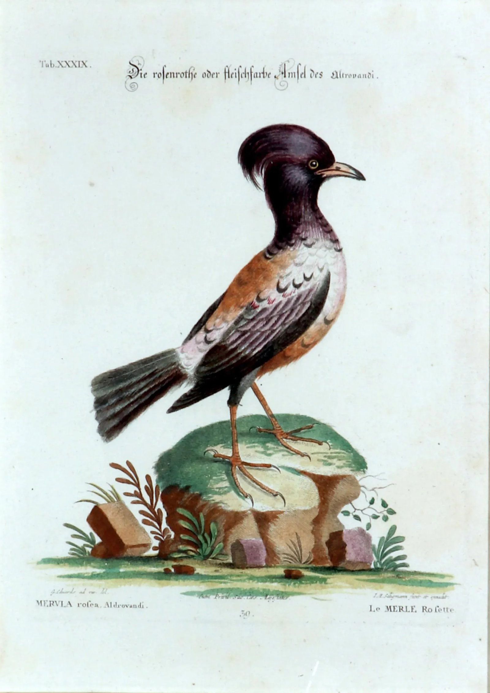 Johann Seligmann Bird Print of Le Merle Rofette, Tab Xxxix, After George Edwards - 5
