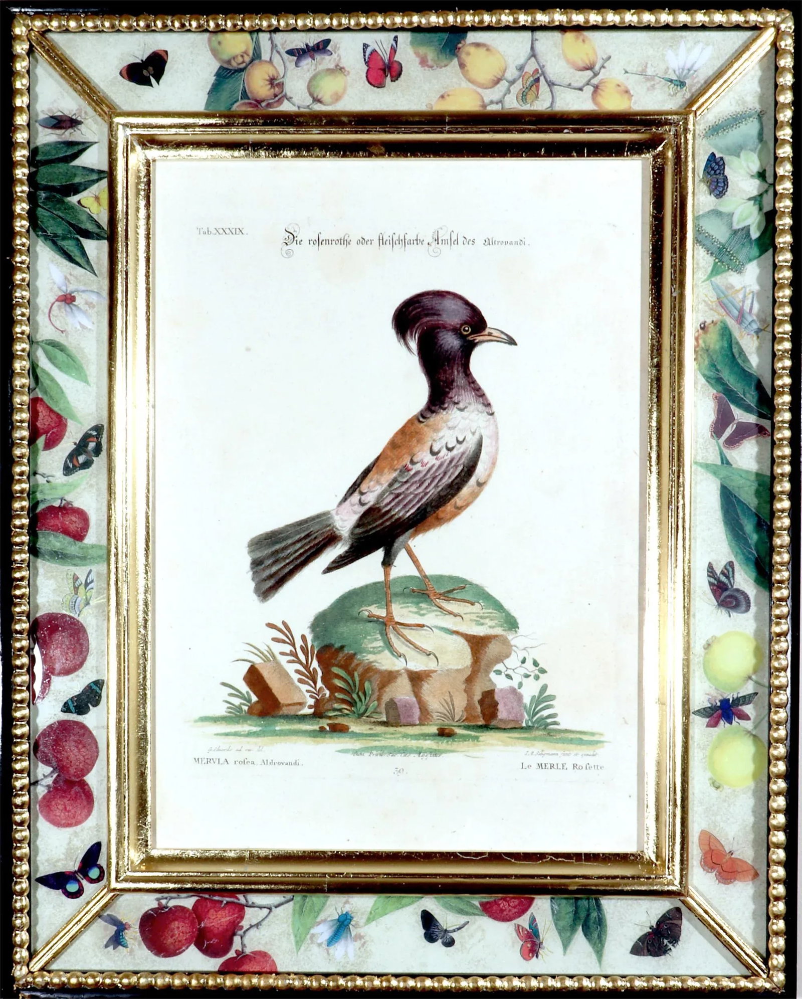 Johann Seligmann Bird Print of Le Merle Rofette, Tab Xxxix, After George Edwards - 6