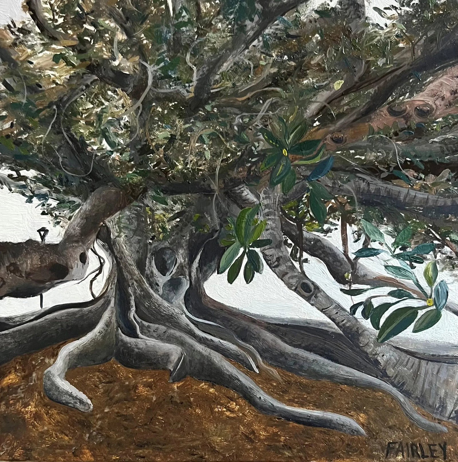 The Fullness of Life, Original Miniature Oil Painting by Jessica Fairley: This is an original oil painting of the famous Moreton Bay Fig Tree in Santa Barbara, California. This is a portrait of a giant sacred fig tree planted 147 years ago. It is a historical landmark