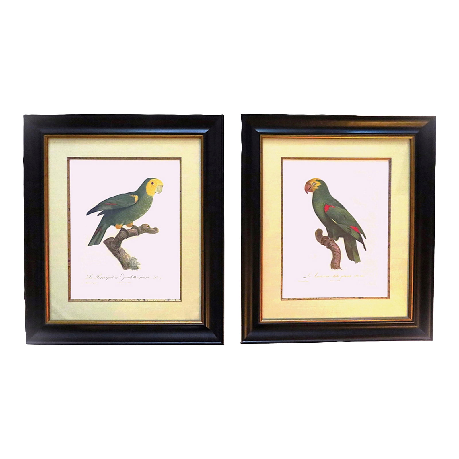 Pair of Large French Parrot Bird Portrait Prints Lithographs Framed: FREE SHIPPING ANYWHERE IN THE CONTINENTAL US! This is a set of vintage French lithographs featuring colorful parrots. Mid 20th Century Modern. The prints are on beige colored paper set against a white