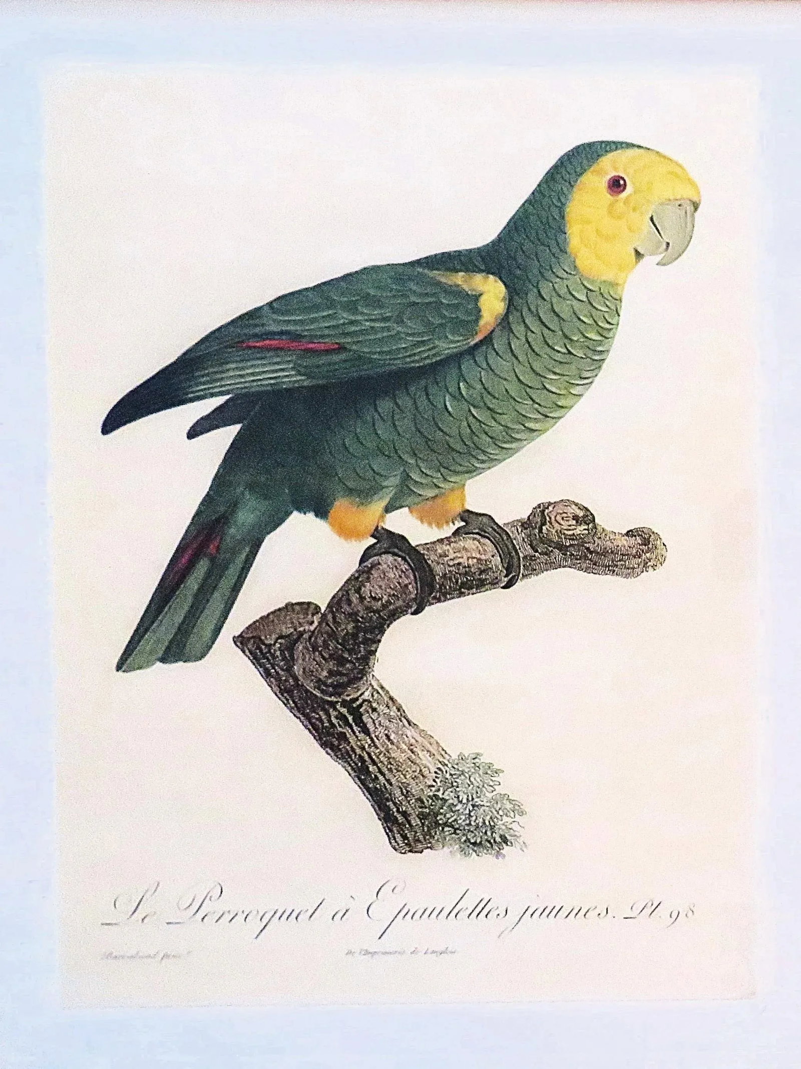 Pair of Large French Parrot Bird Portrait Prints Lithographs Framed - 2