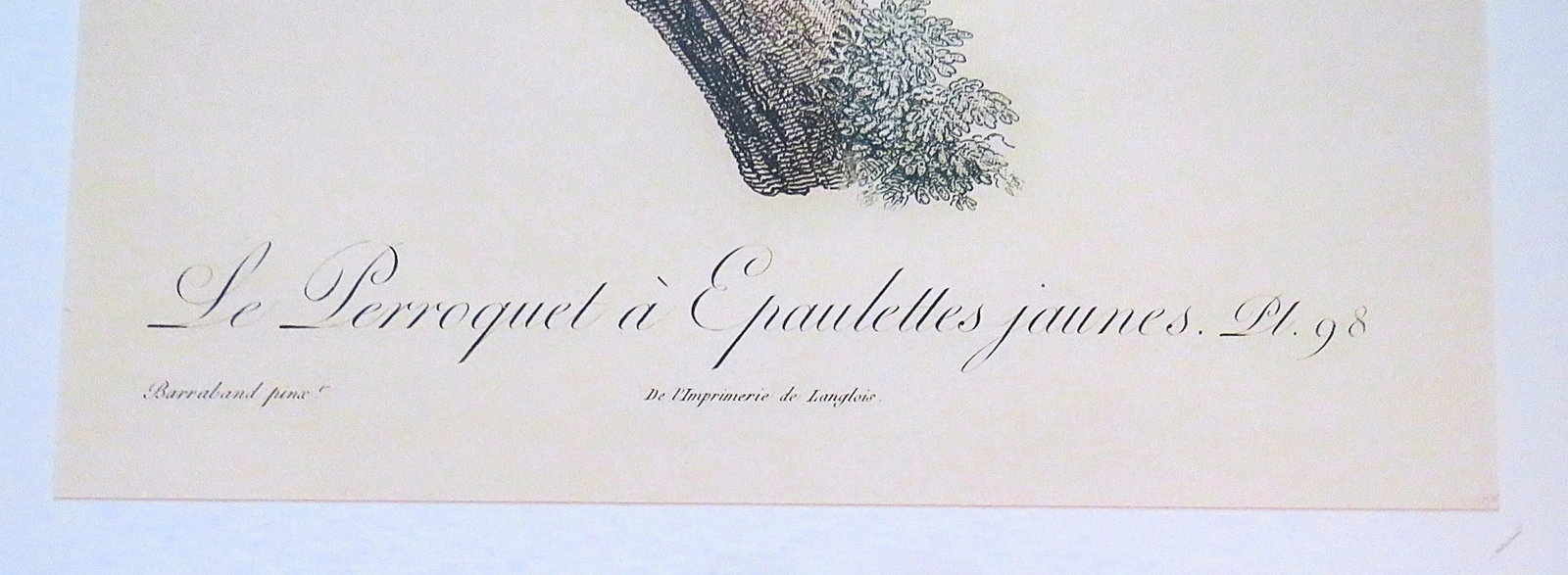 Pair of Large French Parrot Bird Portrait Prints Lithographs Framed - 3