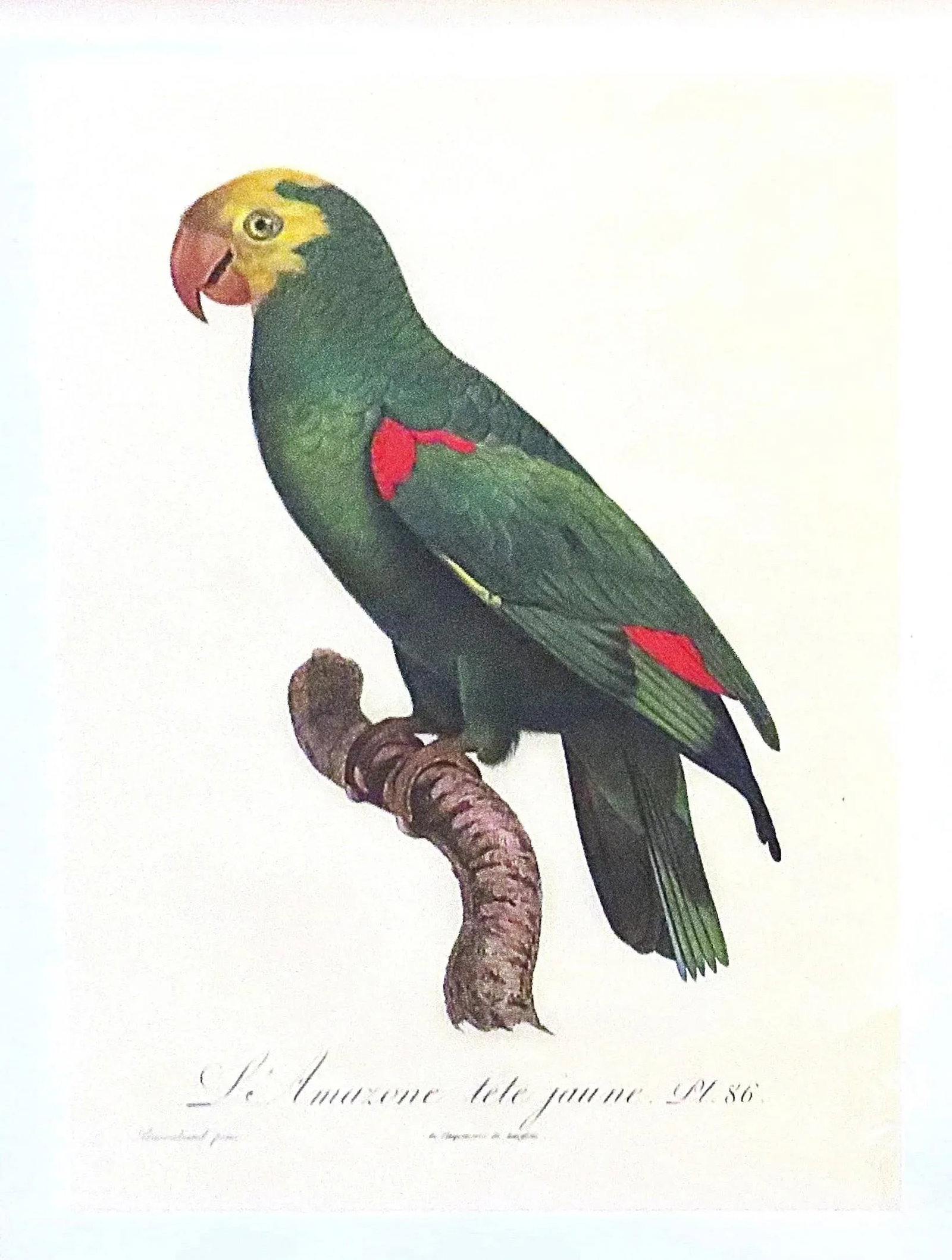Pair of Large French Parrot Bird Portrait Prints Lithographs Framed - 4