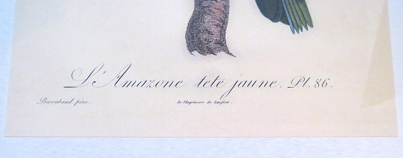 Pair of Large French Parrot Bird Portrait Prints Lithographs Framed - 5