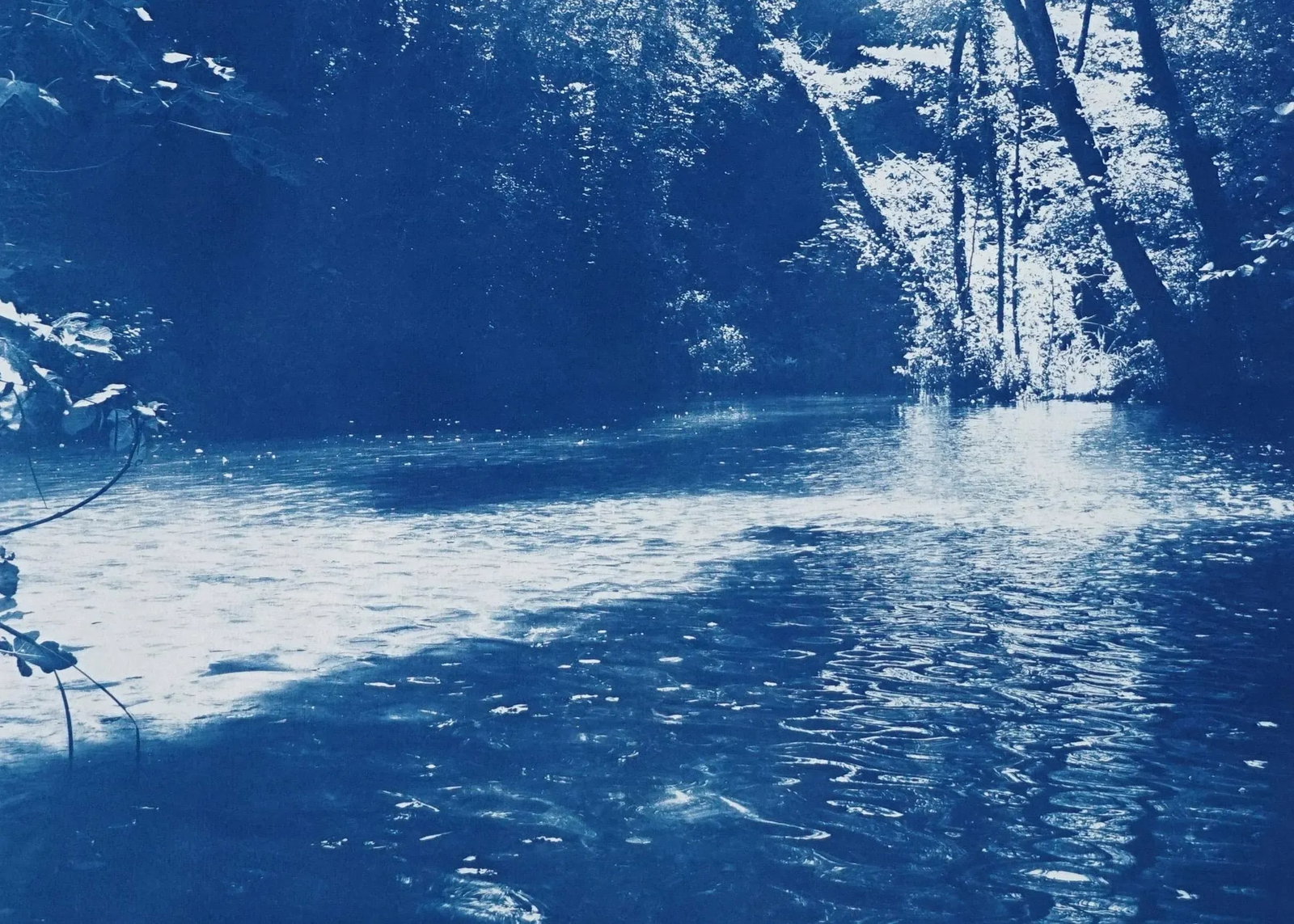 2020 Kind of Cyan, Contemporary Cyanotype of Scandinavian Enchanted Forest - 5