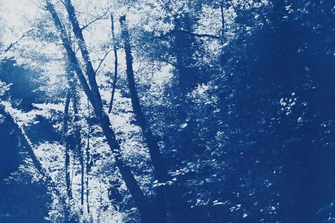 2020 Kind of Cyan, Contemporary Cyanotype of Scandinavian Enchanted Forest - 7