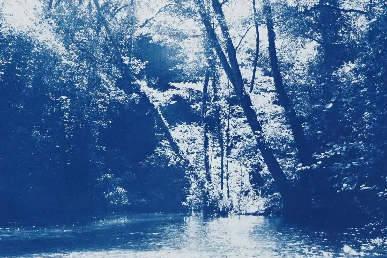 2020 Kind of Cyan, Contemporary Cyanotype of Scandinavian Enchanted Forest - 9